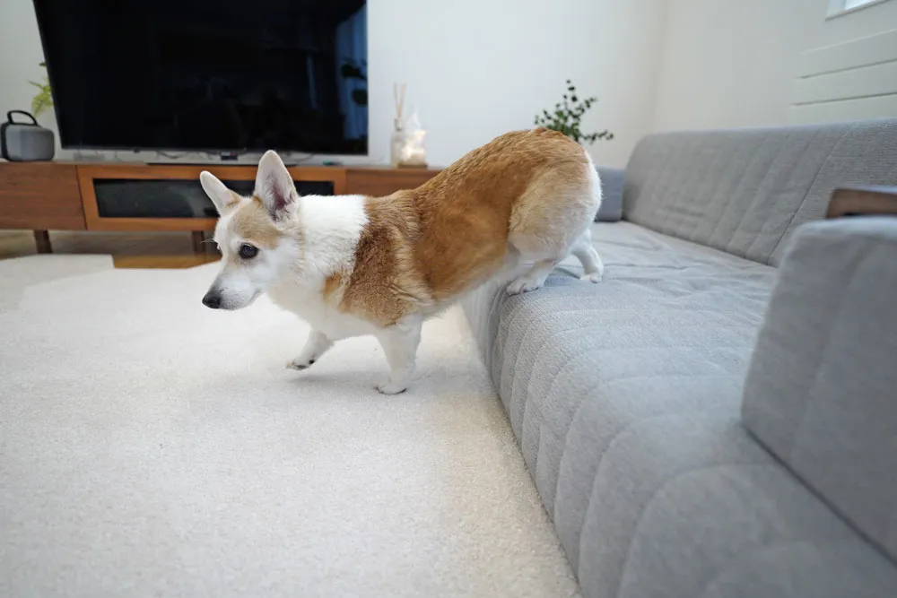 小さな足腰にやさしい　愛犬×フロアソファ つみきソファ