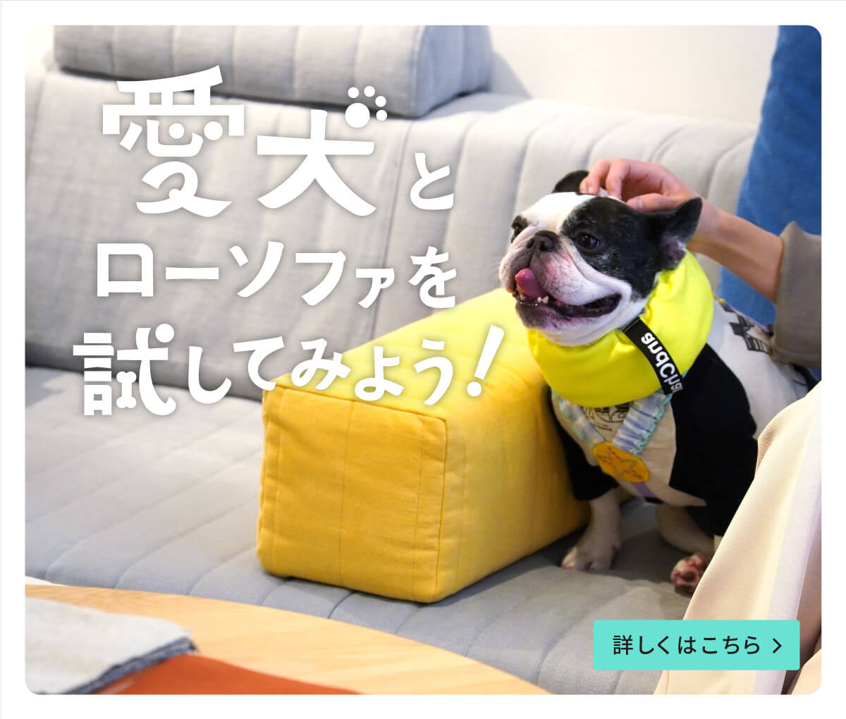 愛犬とローソファを試してみよう！