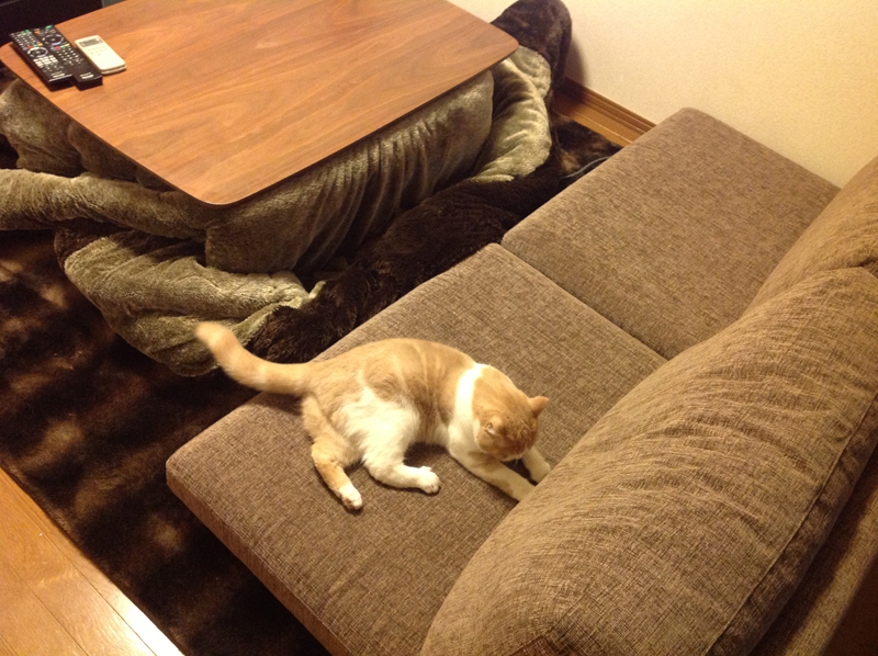 こたつと愛猫とデニッシュソファ。まったりできる床暮らしの完成。