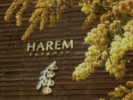 HAREMの歴史